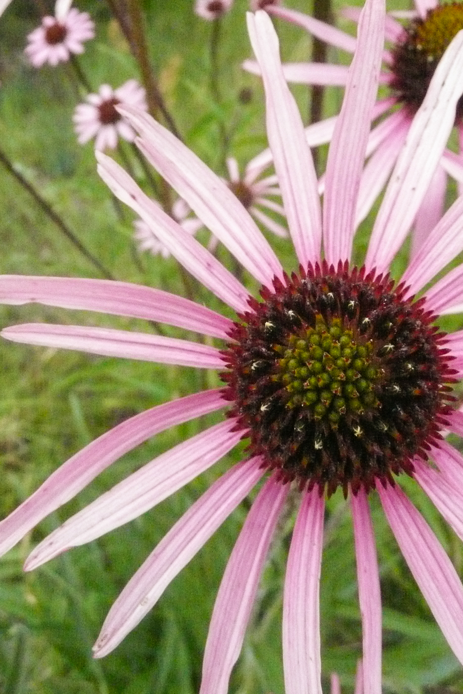 Tennessee Purple Coneflower